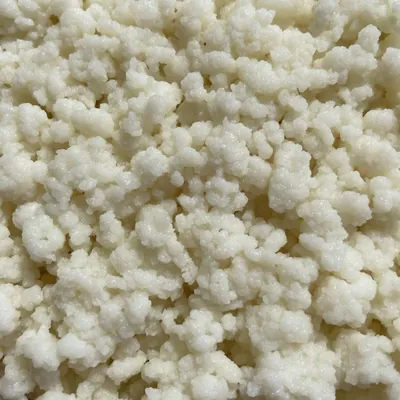 Weisse Milchkefir-Knollen aus der Nähe