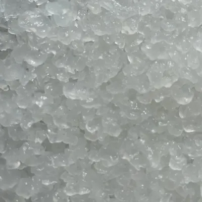 Grains de kéfir d'eau