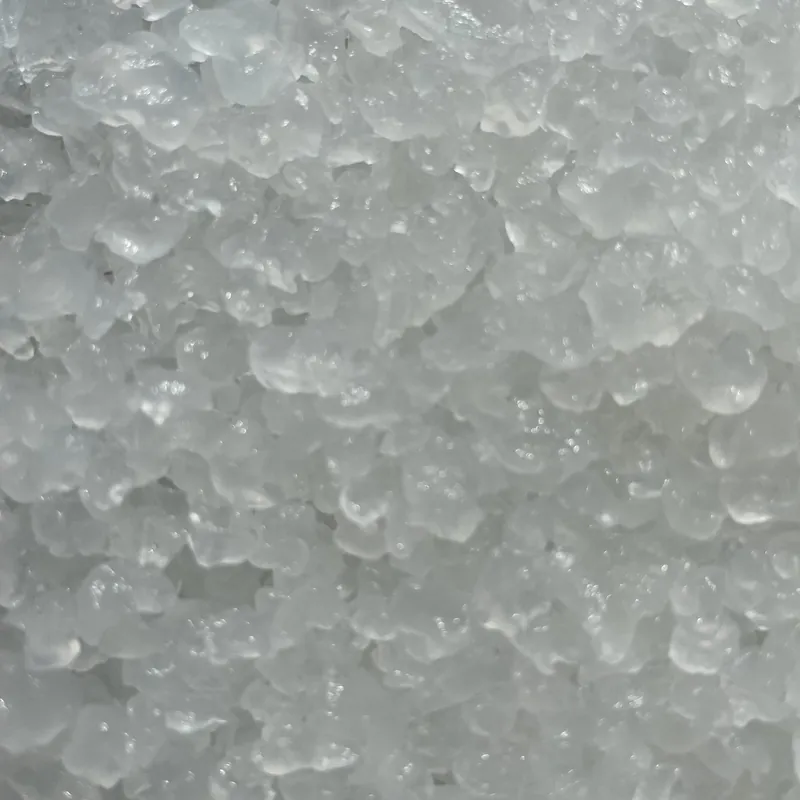 Grains de kéfir d'eau