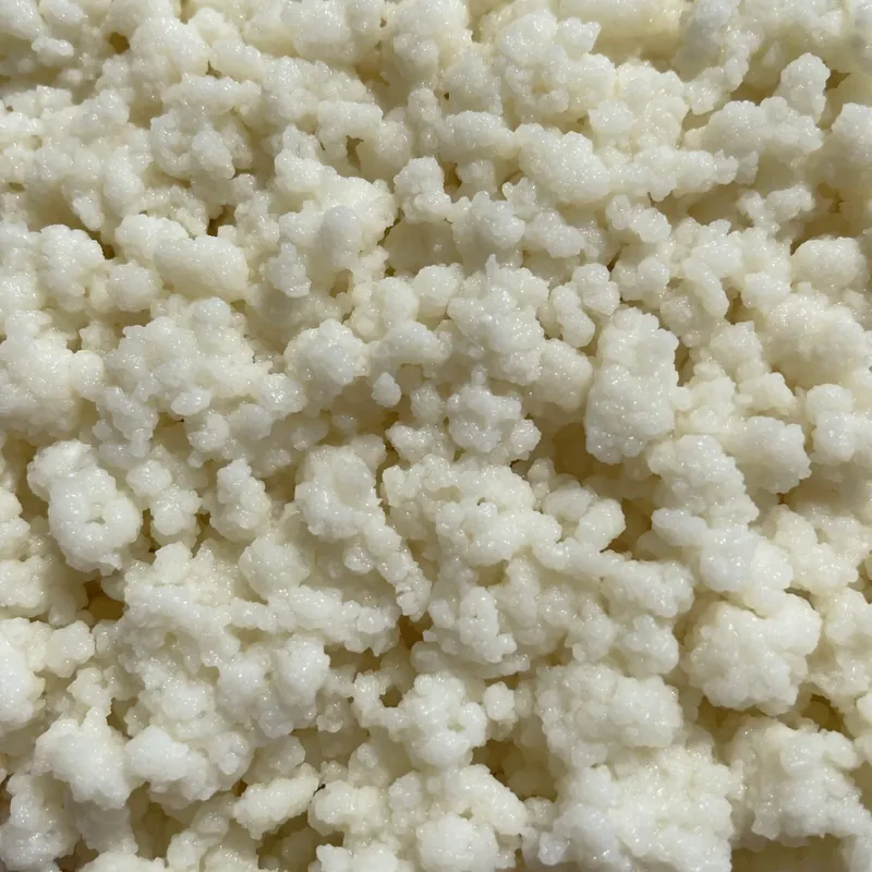 Grains de kéfir de lait