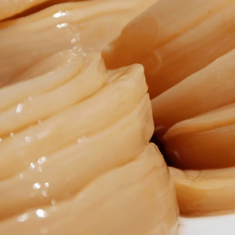 SCOBY de kombucha